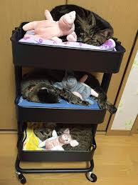 ikeaのワゴンが大変身 お猫様の 三段ベッド になっちゃいました grape グレイプ 猫 ikea 猫 ikea ワゴン