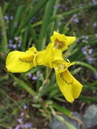 Image result for Moraea elliotii