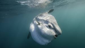 Female sunfish are larger than the males—all sunfish larger than 8 feet long are females. Ocean Sunfish
