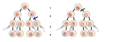 Nondisjunction Wikipedia