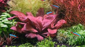 Image result for Hypoxis parvifolia