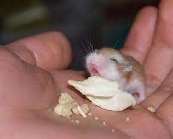 Hamster World How Long Do Hamsters Live