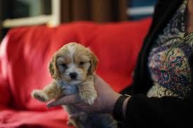 The cockapoo is an intelligent pup with lots of energy. 7 Best Cockapoo Breeders In Illinois 2021 We Love Doodles