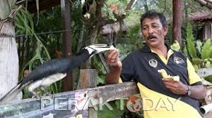 Burung enggang merupakan kelompok mudah dikenali karena ciri fisik tubuhnya. Rangkong 11 Fakta Tentang Burung Nasional Malaysia Asia 2021