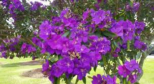 A tree with purple flowers makes a statement in the landscape with its striking flower color. Stories A Sea Of Dark Purple Blooms Centennial Parklands