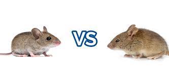 Check spelling or type a new query. Differences Between House Mouse And Field Mouse Fantastic Services