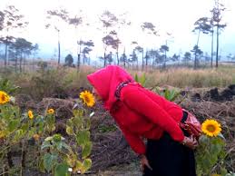 Yuk, simak beragam jenis bunga matahari yang bisa kamu tanam di halaman rumah di sini! Bukit Tegal Malaka Wisata Cipanas Garut Bunga Matahari Bukit Tegal Malaka Anas Nasihin