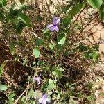 Image result for Dyschoriste thunbergiiflora