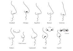 7 Best Nose Types Images Nose Drawing Drawing People Art