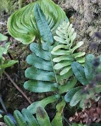 Image result for Polypodiaceae