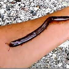 Luwing atau jika di daerah purwokerto dan banyumas biasa disebut dengan luwe adalah sebuah hewan yang memiliki julukan sebagai hewan kaki seribu. Eltelu Apakah Hewan Luwing Atau Binatang Kaki Seribu Berbahaya Ini Faktanya