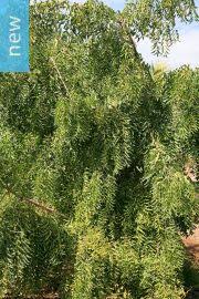 Image result for Turraea floribunda