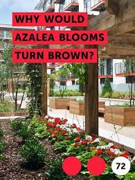 Learn Why Would Azalea Blooms Turn Brown How To Guides Tips And Tricks Dappled Willow Tree Plants Japanese Maple Tree