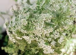 White flowers similar to baby's breath. Baby S Breath Alternatives Wed West Slope