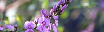 Image result for Indigofera transvaalensis