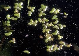 Image result for Lemna