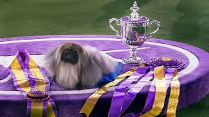 This year, four breeds newly recognized by the american kennel club will join the 209 eligible which tv channel will telecast the westminster kennel club dog show 2021? M S0d3v0 Uckm