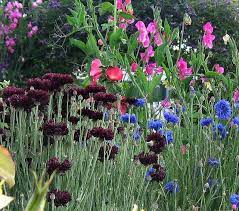 Black Blue Bachelor Buttons Centaurea Cyanus Black Gems Bachelor Buttons Black Flowers