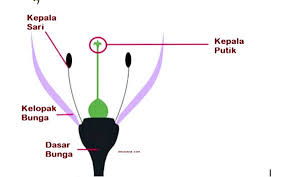 126 nama nama gambar buah buahan penjelasan terlengkap. Gambar Bagian Bagian Bunga Harian Nusantara