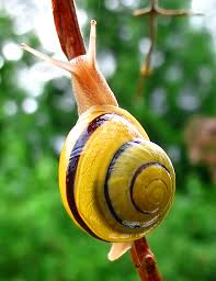 Citations sur escargots parmi une collection de 100.000 citations. Comment Sait On Si Un Escargot Est Male Ou Femelle Eliot 10 Ans Images Doc