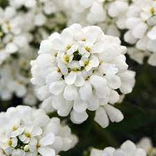 Snowsation Evergreen Candytuft Iberis Sempervirens Proven Winners