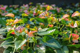 Sound Of Anthurium Sri Lanka Posts Facebook