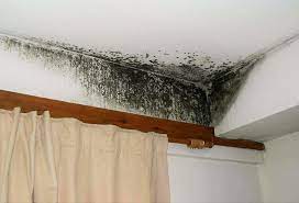 Черная плесень, которая считалась локальной постковидной болезнью в индии, начала распространение по миру. Kak Borotsya S Chyornoj Plesenyu Rossijskaya Medicinskaya Akademiya Nepreryvnogo Professionalnogo Obrazovaniya Rmanpo