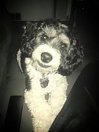 Black And White Cocker Spaniel Poodle Mix Cockapoo Black And White I Hope Hank Still Looks Like This When He Gets Older Cockapoo Poodle Mix Dogs And Puppies