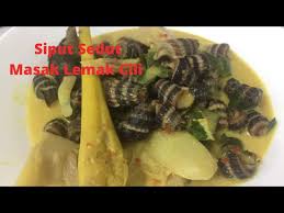 Bersihkan segala lumpur yang melekat pada cengkerang. Siput Sedut Siput Sedut Sungai Litetube