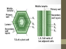 Maybe you would like to learn more about one of these? Cell Wall And Its Function A Cell Wall