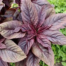Image result for Amaranthus blitum