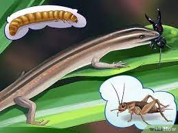 How To Care For A Skink 13 Steps With Pictures Wikihow