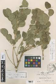 Image result for Albizia isenbergiana