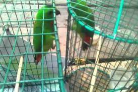 Selain burung serindit, burung yang tersebar di indonesia adalah murai batu, anis kembang dan yang bertepat di bawah atap sangkar, supaya burung dapat dengan leluasa bergelantungan di sana. Cara Merawat Burung Serindit Agar Cepat Gacor