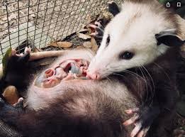 Opossums can be found through much of the united states except the rocky mountains and far northern midwest. Kemp Wildlife Rehabilitation Release Baby Opossum Fact Opossums Do Not Nurse From Their Mom Mom Has What Is Like Feeding Tubes Instead Of Teats 13 Of Them 12 Of Them