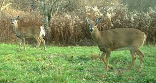 At What Age Can A Fawn Survive Without Its Doe Video