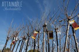 Planting bare root fruit trees, spring or fall, is pretty much the same. What You Need To Know About Planting Bare Root Fruit Trees