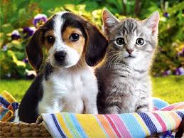 They are all kind, funny, friendly, and hardworking. 49 Cute Kittens And Puppies Wallpaper On Wallpapersafari