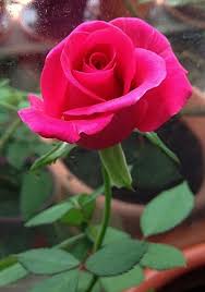 Hot Princess Rose Photo Hybrid Tea Roses Tea Roses Rose