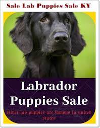 We did not find results for: How Much Does A Black Lab Cost Labrador Price Range In 2021