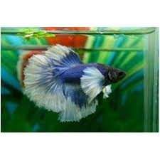 The fish depicted in the picture will be. Betta Splendens Macho Dumbo Luchador De Siam Pez Betta