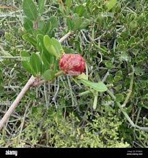 Image result for Rhoicissus digitata