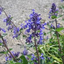 Image result for Nepeta × faassenii