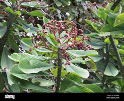 Image result for Euphorbia umbellata