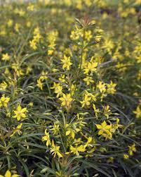 Image result for Lysimachia barbata