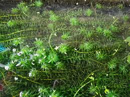 Image result for Centrostachys aquatica