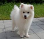 German Spitz Dog Breed Pictures, Characteristics, & Facts