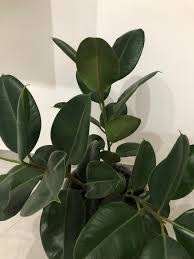 We did not find results for: Brittle Curling Leaves On Both Rubber Plant And Money Tree Help Houseplants