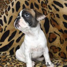 Akc french bulldog puppies for sale, oregon french bulldog breeder. French Bulldog For Sale In The City Of Zaporizhia Ukraine Price 195 Announcement 7260