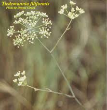 Image result for Secamone filiformis